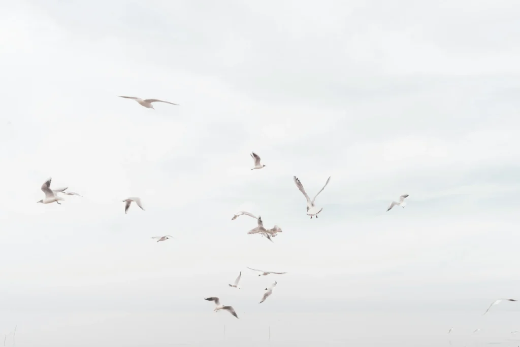 flying_seagull
