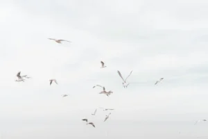 flying_seagull